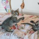 현대 강아지＆고양이 이미지