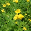 애기똥풀 이미지