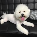 야옹아 멍멍해봐 멍멍스타일 이미지