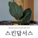 트루비 다크폼에게 봉을 태워주었습니다! (분갈이 겸 앤디네 상점 방수 코코넛봉 내돈내산 구매 후기)