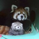 털복숭이친구들 이미지