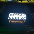 포캣(for cat) 이미지