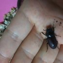 털보유통