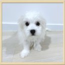 댕댕이천사 이미지