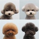 테디 켄넬(TEDDY KENNEL) | 🐶 2025년 강아지 미용 트렌드!