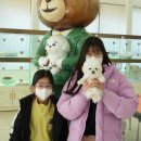 대구강아지분양 테디럽 | 대구강아지분양 테디럽 만족후기