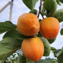 두평농장 이미지