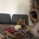 프토