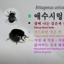 🪲애수시렁이(Attagenus unicolor)🔹참깨만 한 작은 크기의 타원형 몸체 🌾가정 내 직물과 곡물을 갉아먹는 실내 해충 이미지