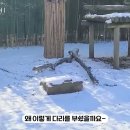 지가 부숴놓고 받침대 없어져서 당황한 러바오ㅋㅋㅋㅋ.gif 이미지