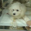 구미옥계동물병원 이미지