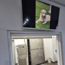 선산국화원전문장례식장 | "구미반려동물장례식장" 예약방법 - 장례비용 15만원 - 주말화장/야간화장/24시간운영/픽업운구서비스