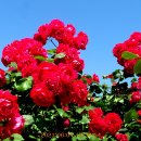 장미공원 주차장 이미지