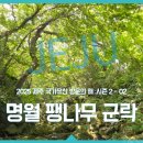 명월 팽나무군락 이미지