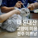 제주 이쁘냥 고양이미용실 | [내돈내산] 고양이 무마취 전체미용 후기_우아동 &#39;이쁘냥&#39;