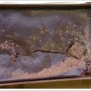 초콜릿피시방 이미지