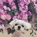 코즈몽 이미지