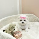 럽댕 강아지분양 | 테디비숑 미니비숑 찾는다면 무조건! 대구애션샵 [대구강아지 럽댕] 후기