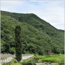 미루나무
