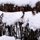 언덕위에하얀집 이미지