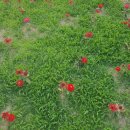 남부뽑기방 이미지