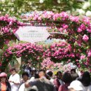 장미의거리9 이미지