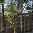 기린여행사(주) | [멜버른] 멜버른 동물원, 문릿 생츄어리 방문 후기 - Melbourne Zoo, Moonlit Sanctuary