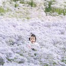 황금소나무농원 | “돌아기와 보랏빛 가을 여행” 문경 문희농원·봉천사 개미취 원정기