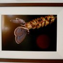 들꽃사랑 이미지