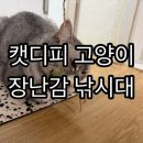 하니캣 | 캣디피 고양이 장난감 낚시대, 아기고양이 이갈이 완벽 해결! 치석까지 잡는 신박한 장난감 후기