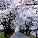 송광사&벚꽃길 이미지