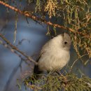 모기잡이?(gnatcatcher) 이미지