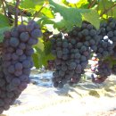 차령농장 이미지