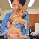 강아지세상 | 공방 [온포인트릿] 스마트플레이스로 예약하고 방문해준 서울사는 도봉이의 비문목걸이 비문반지 제작 후기