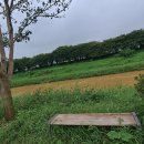 번암리 조천연꽃공원1 | 추천 가볼만한곳 국립세종수목원 한국전통정원 궁궐정원 야경, 조천연꽃공원 여름꽃구경 힐링 산책명소