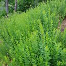 청정농장 이미지