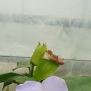 바인블루 Daum카페