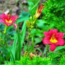 데이릴리(Daylily) 이미지