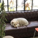 라이드올스테이카페클럽 이미지