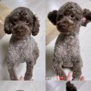 단델리온 견살롱 이미지