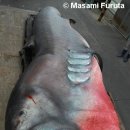 마마우스 이미지