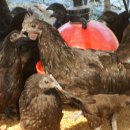 성계농장 이미지