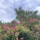 팔영산장가든 이미지