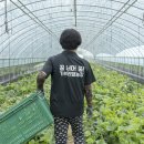 가락농장 이미지