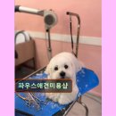 파우스애견미용실 | 대구 애견미용 반려동물 추천 정보 리뷰 파우스애견미용샵 맞춤 케어로 신뢰받는 미용샵