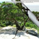 바위와소나무 이미지