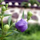 한옥마을로(남) 이미지