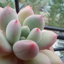 오구구
