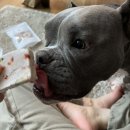 댕쓰마켓 | 부산강아지수제간식 : 온라인 오프라인 모두 가능한 댕쓰마켓 수제간식