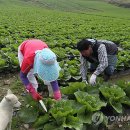 &#34;배추 1포기 1만1천600원&#34;..&#39;배추 대란&#39; 이미지